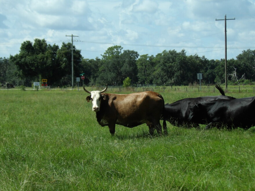 Newt Keen has almost 300 head of cattle in his DeSoto County herd.