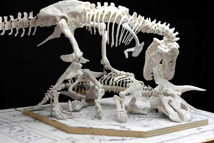 A model of how the T. rex and triceratops will eventually look at the Smithsonian. Every angle and behavior have been vetted by dinosaur specialists, who still debate whether T. rex was primarily a hunter or a scavenger.