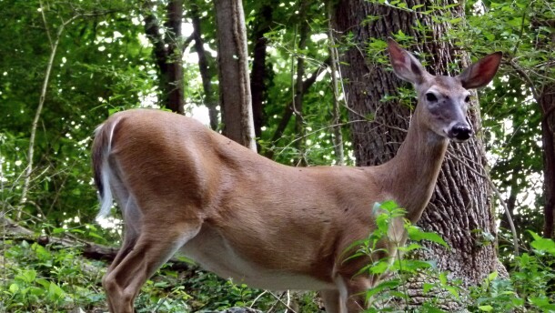 A white-tailed deer in the woods.