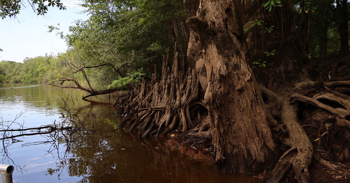 Tupelo trees line the edge of the Apalachicola river, alongside oaks, cypress and water hickories. These trees are competing for limited resources along the floodplain.