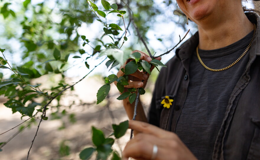 Cebastien Rose of Dryland Wilds grabs a Siberian Elm branch in the Albuquerque Bosque. Classified as a "Class C noxious weed" by the New Mexico Department of Agriculture, this elm is aggressively invasive.