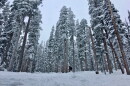 A skier navigates a snowy forest at Aspen Highlands ski mountain in December 2019. The majority of the water in Lake Powell originates as snow in Colorado. The nation’s second-largest reservoir has been crippled by more than two decades of dry conditions.