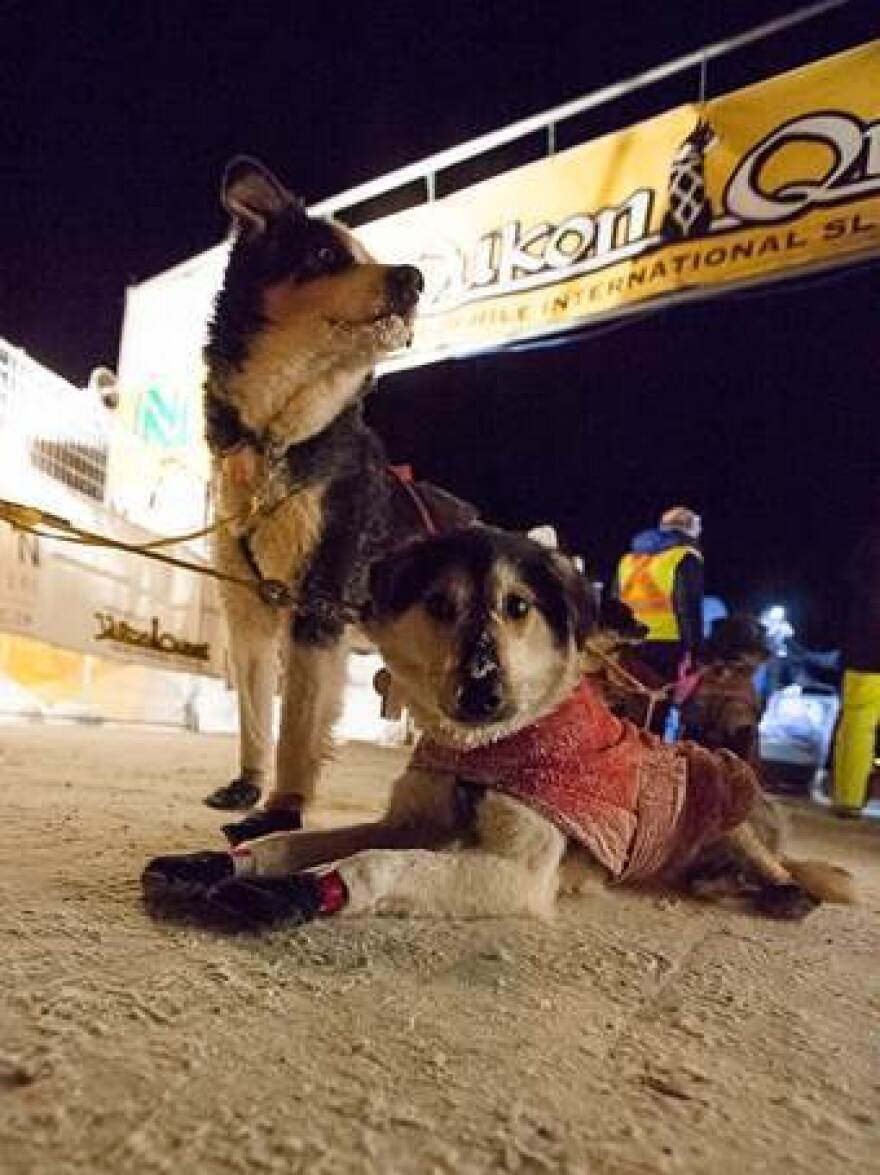 Sled dogs prefer below-zero weather for running, says musher Cody Strathe. Some mushers now train at night, when it's colder.