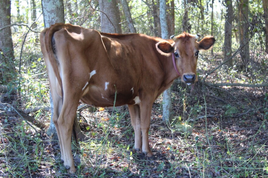 Along with growing countless plants, Swallowtail Farm is also home to multiple animals, such as cows, chickens, sheep and occasionally pigs. (Christy Piña/WUFT News)