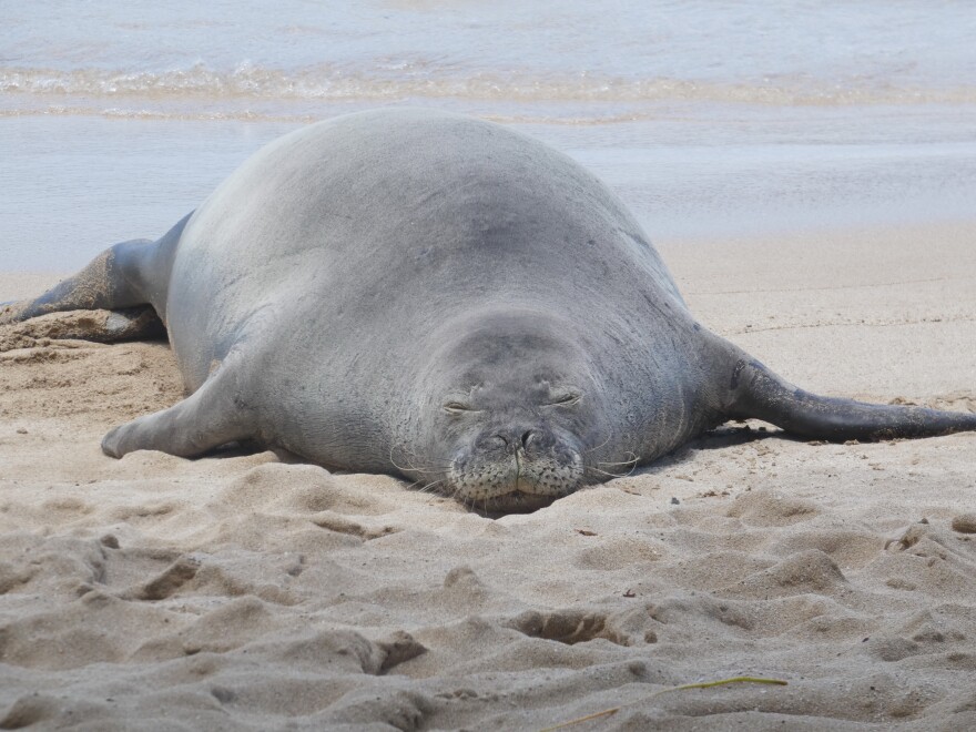 This 2022 photo provided by the National Oceanic and Atmospheric Administration shows a Hawaiian monk seal known as "R404" resting on a beach in Hawaii. 