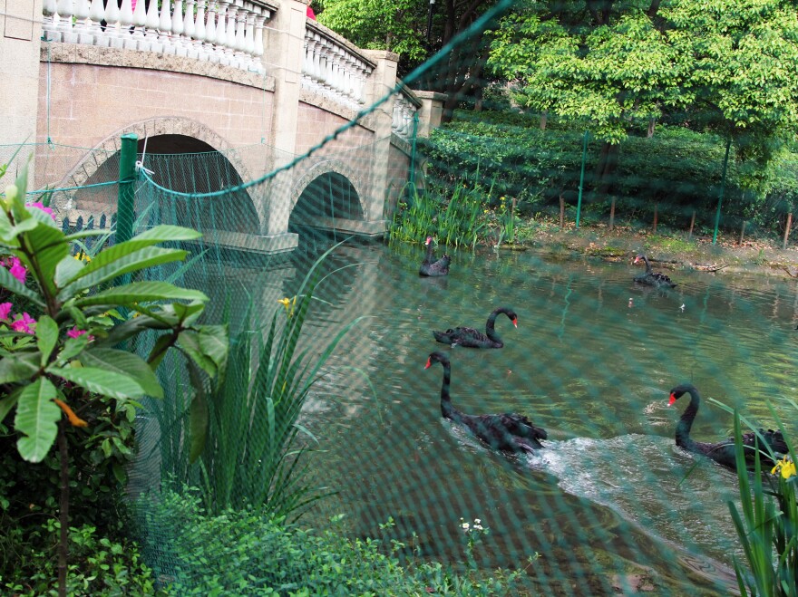 Management at a Shanghai apartment complex penned off a flock of black swans, just in case the birds got sick with H7N9.