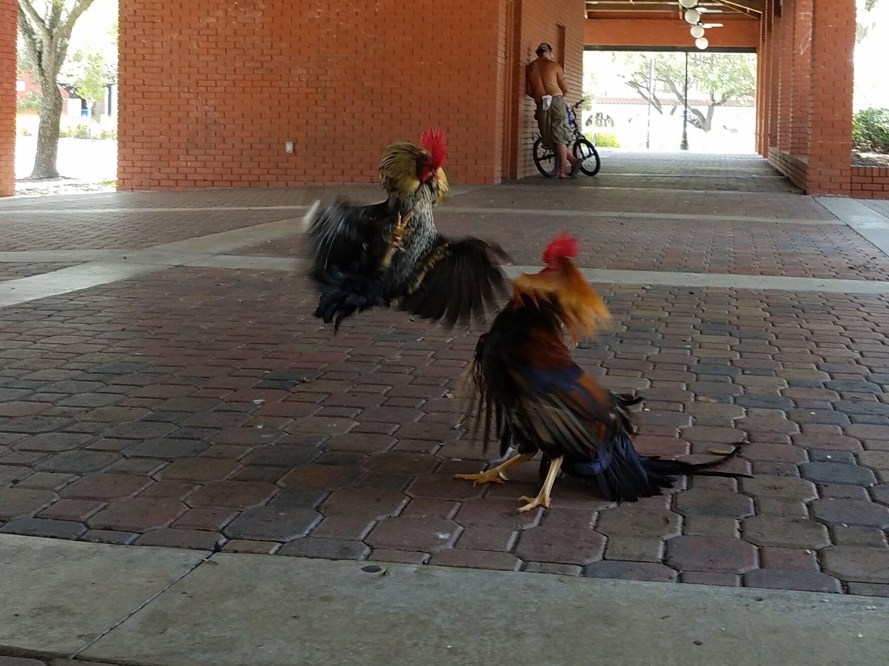 Florida Chickens Are Subjects Of Evolutionary Biology Research WGCU