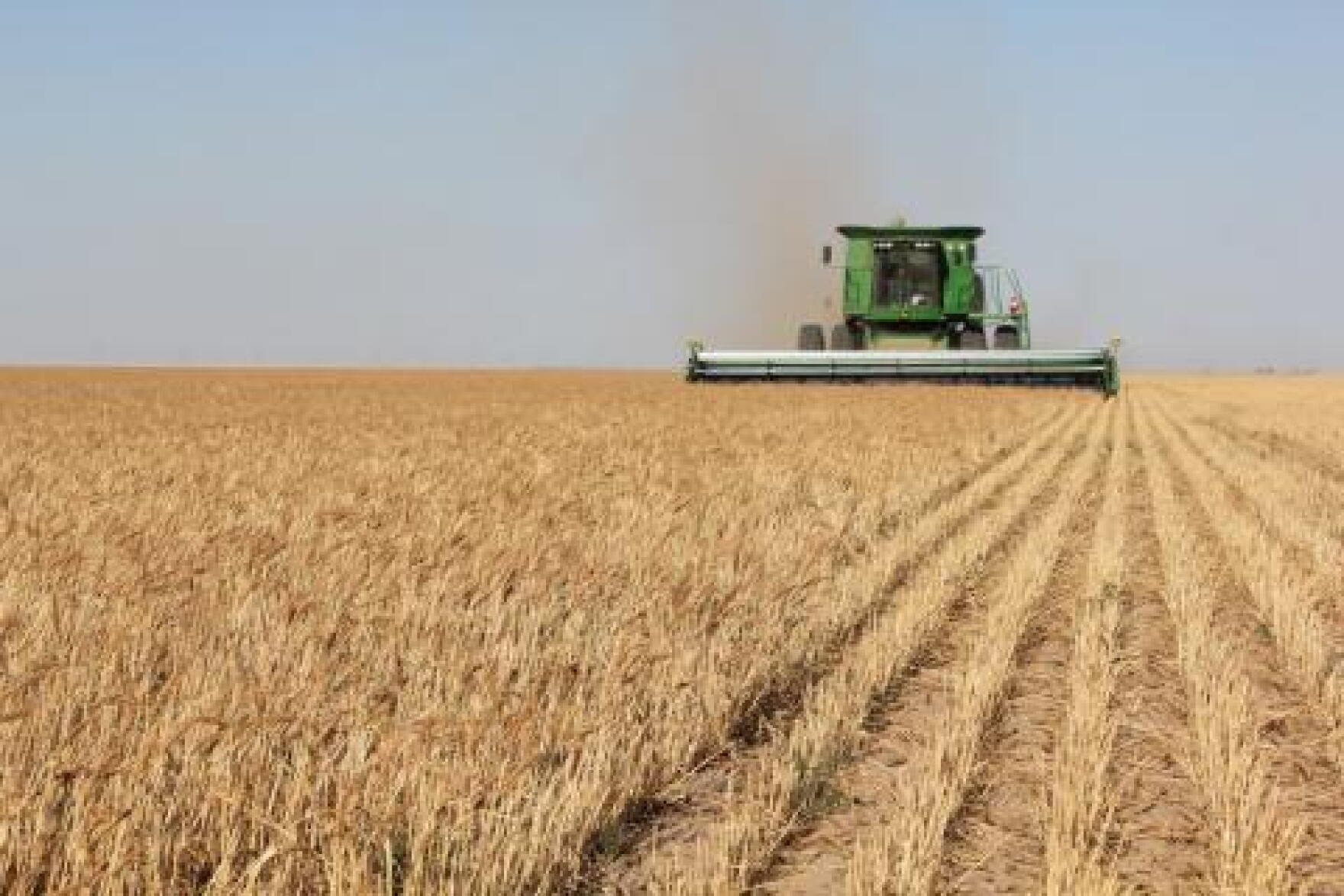 Wheat Belt Farmers Sow Less Wheat HPPR