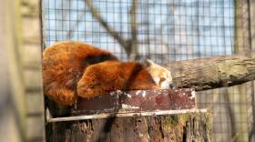 A Red Panda named Justin is the newest addition to the zoo, and makes his public debut this weekend. He snuggles up with his roommate on a cold April morning.