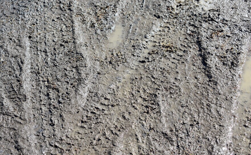 Mud tracks in New York early in 2018 mud season