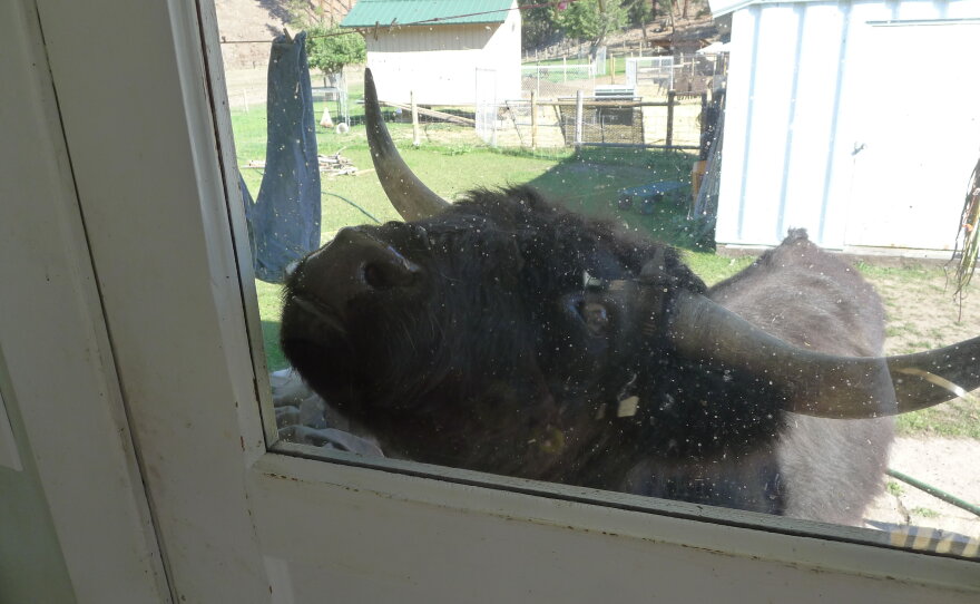 Little Bear the Steer begging for food.