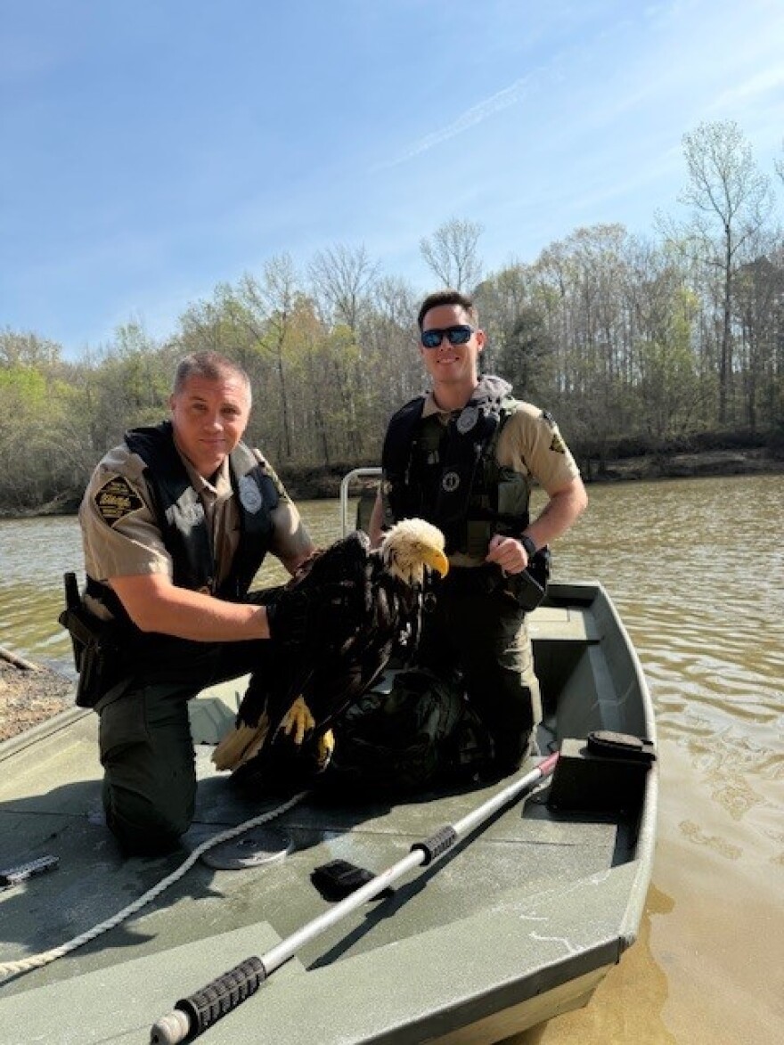 North Carolina Wildlife officers navigated more than seven miles by boat to reach the female eagle found entangled in fishing line.