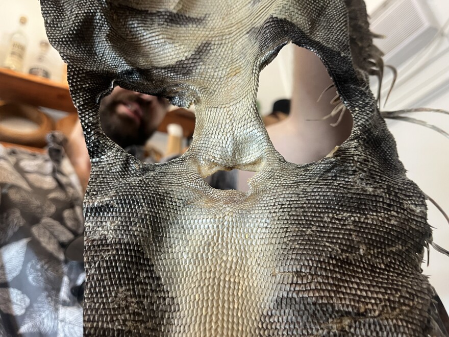 Dudney holds up the skin of an iguana from the Florida Keys. The holes are from the legs of the iguana.