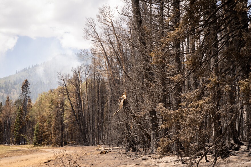 The charred trees and some burn scars of the Cottonwood Fire, June 30, 2026. The fire still burns across Piute and Beaver counties as firefighters work to contain it.