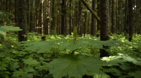 Devil’s club grows in the understory of the Tongass National Forest in Juneau.