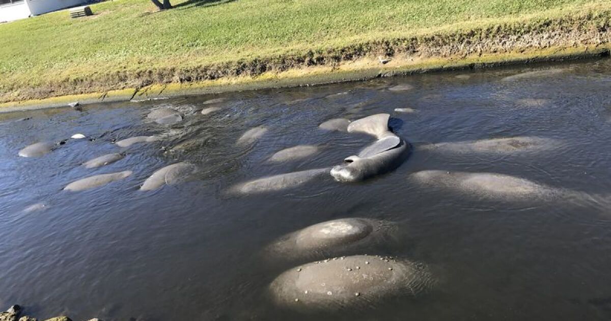 Florida’s manatees are dying at an alarming rate this year and