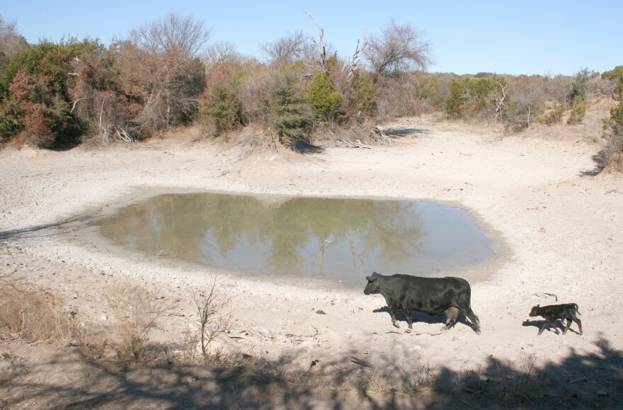 drought, cattle