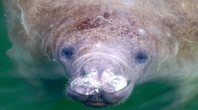A manatee swims to the surface for some air at the Manatee Viewing Center at the Tampa Electric Big Bend power plant on Dec. 22, 2023, in Apollo Beach.