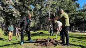 People plant a tree in a park.