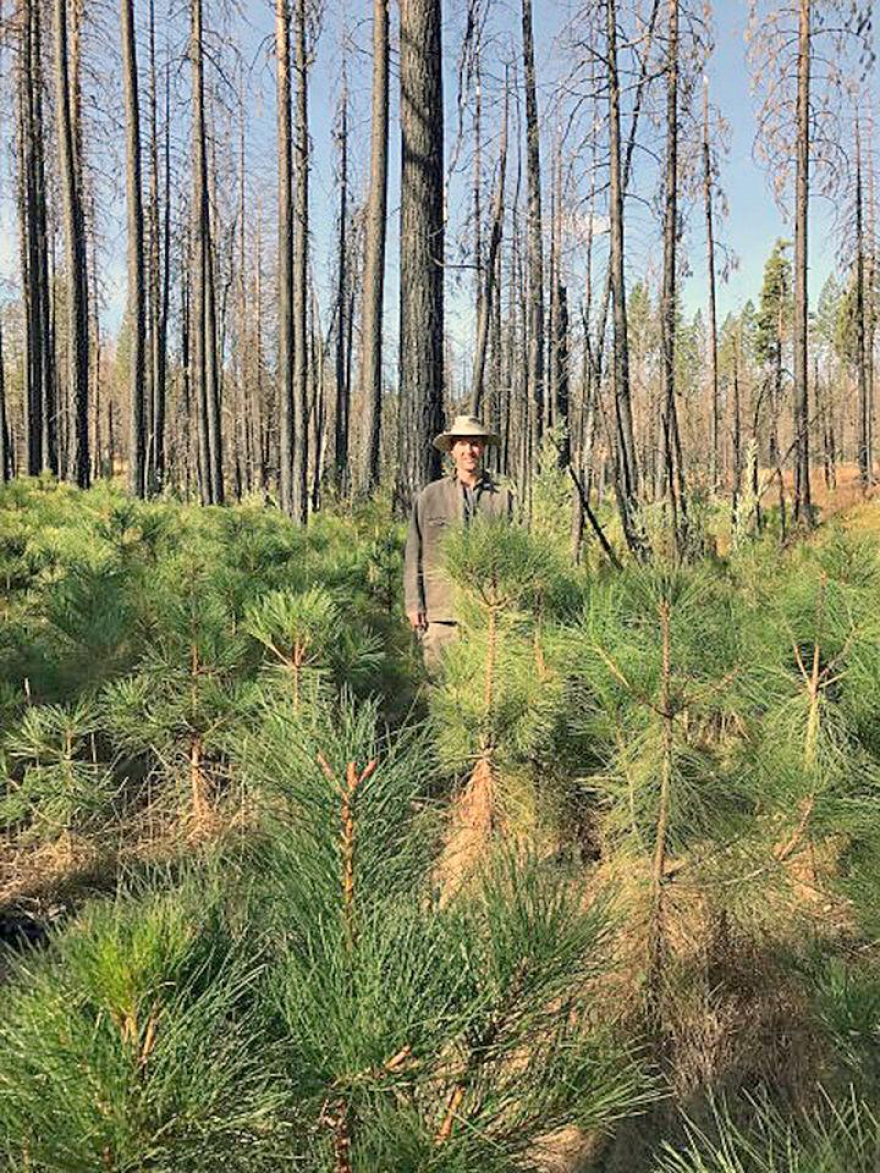 Chad Hanson in a regenerating forest after a fire.