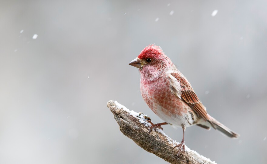 Report: Climate Change Could Push State Bird Out Of New ...