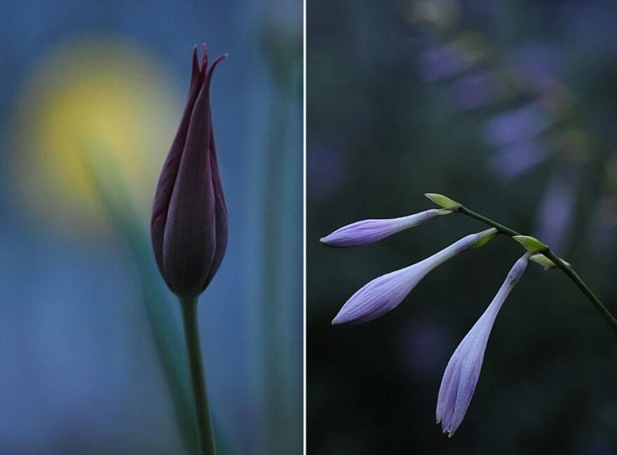 Flowers at dusk