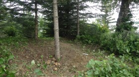 A small cleared area around a tree on a wooded hillside