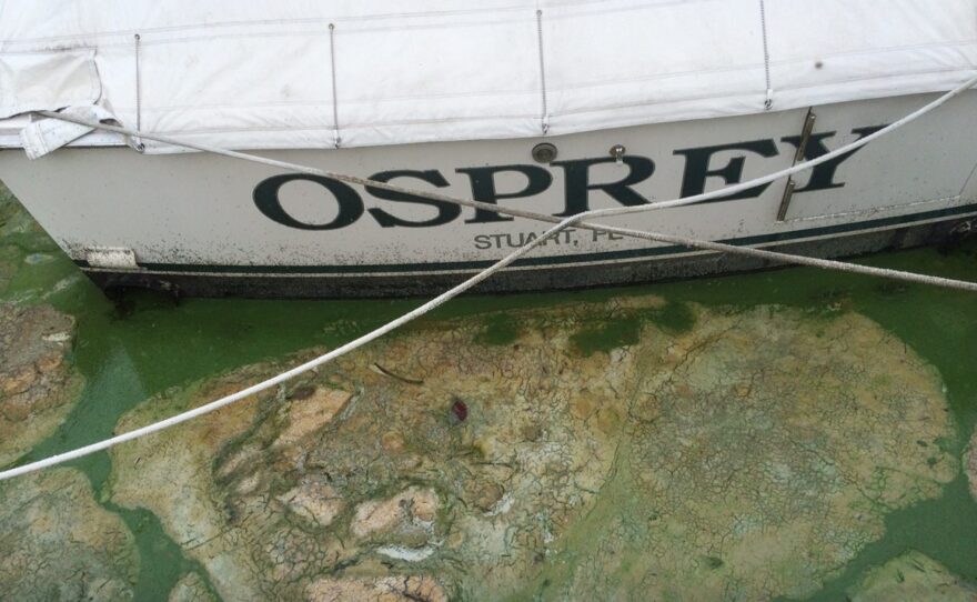 Algae covered water at Stuart's Central Marine boat docks is thick, Thursday, June 30, 2016, in Stuart, Fla. Officials want federal action along a stretch of Florida's Atlantic coast where the governor has declared a state of emergency over algae blooms. The blue-green algae is the latest contaminant in yearslong arguments over water flowing from Lake Okeechobee. Lawmakers say a southwest Florida county should be added to the state of emergency declared over an algae bloom on the Atlantic coast. (AP Photo/Terry Spencer)