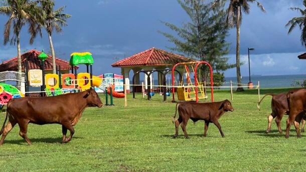 Cattle roam at Nimitz Beach Park a few hours before the ribbon-cutting ceremony for a new playground in Hagat on Aug. 17, 2025.