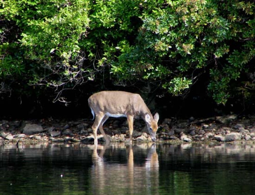 deer