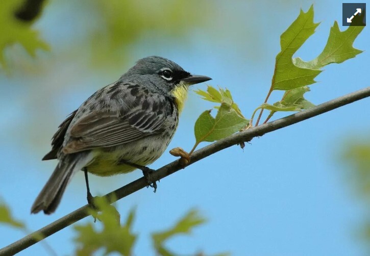 Pipeline permit changes could help protect Kirtland’s warblers in Hartwick Pines State Park