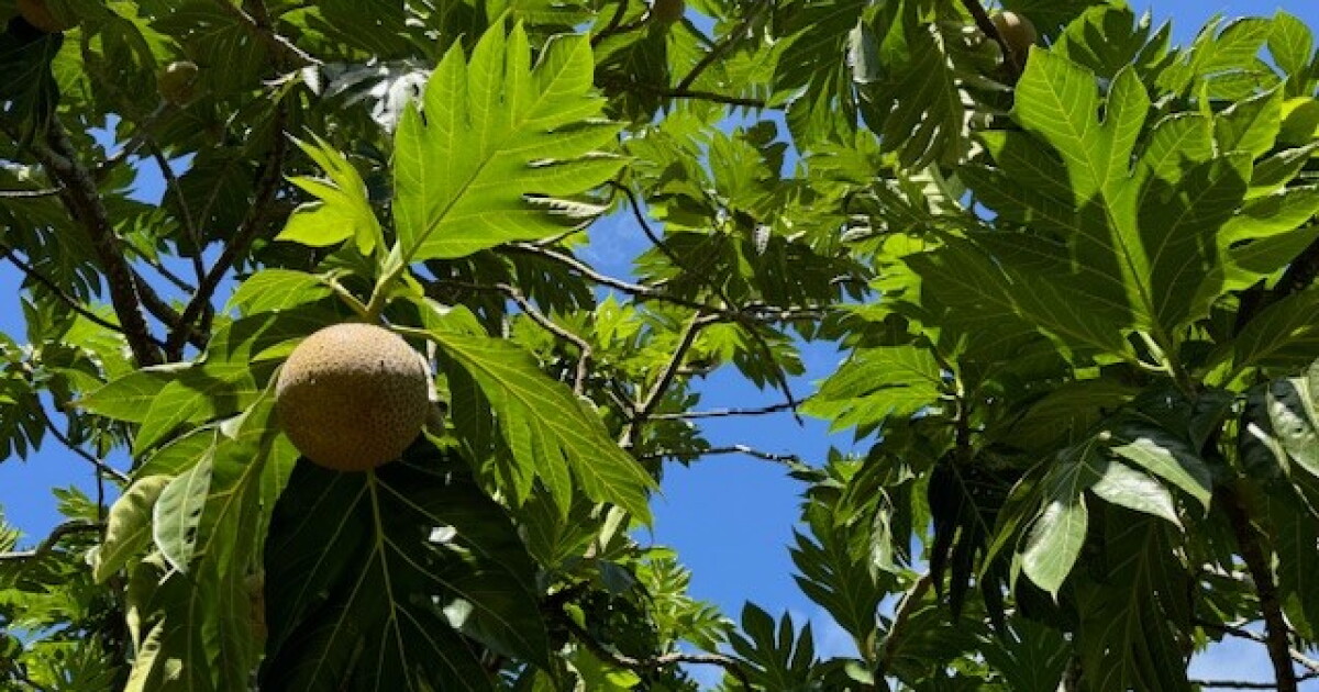 These ʻulu lovers battle the wind and rain to nurture Kauaʻi trees ...