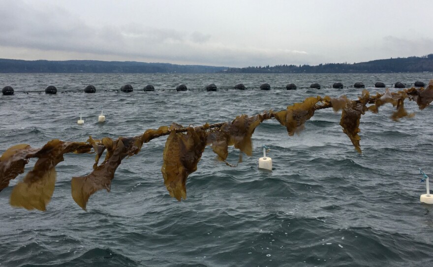 Kelp lines at Hood Canal Mariculture, pulled up for display. They grow 10 - 20 feet under water.