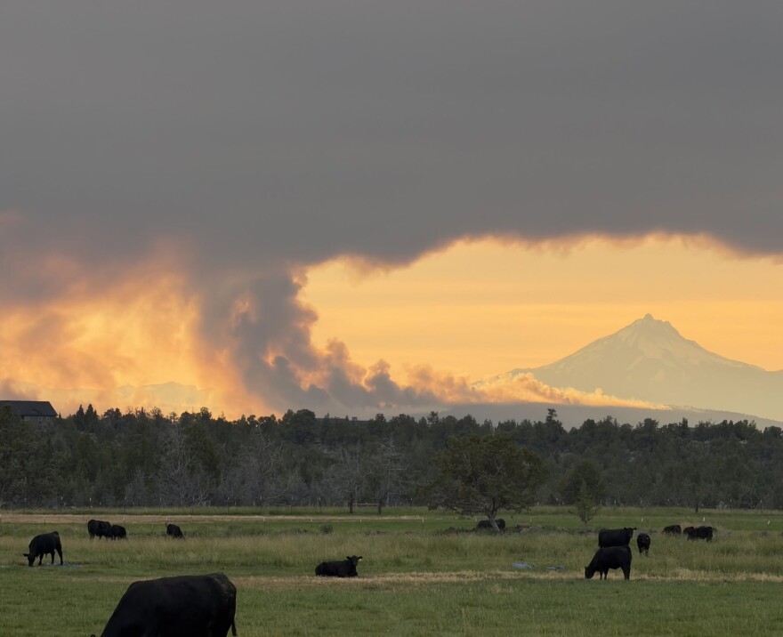 Cows graze in front of the Akawa Butte Fire in Central Oregon.
