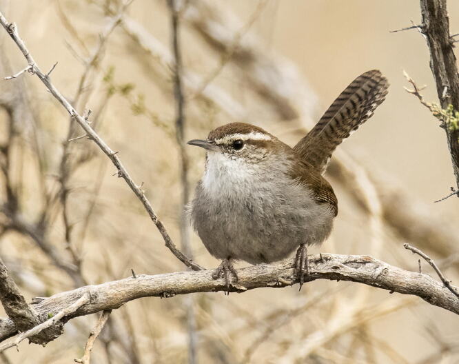 A bird sits on a tree branch. 