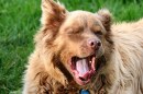 Contagious yawning is more than just an indication of sleepiness