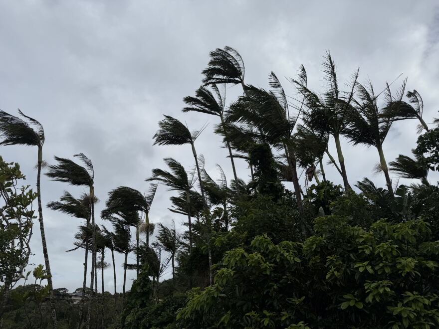 Trees blow in the wind in Honolulu on Friday, Sept. 25, 2026.