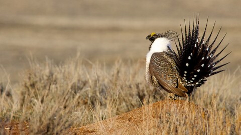 A sage grouse stands on a grassy plain. 