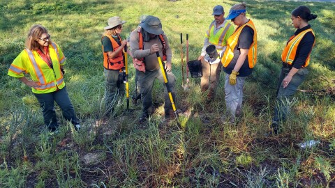 The Florida Native Plant Society stages “rescues” for plants threatened by development. Above, volunteers identify and move plants belonging to a species of endangered mint, Dicerandra cornutissima, along a planned expansion of Interstate 75 on the Marjorie Harris Carr Cross Florida Greenway. A proposed tollway in Polk County could jeopardize an even rarer mint, Dicerandra modesta.