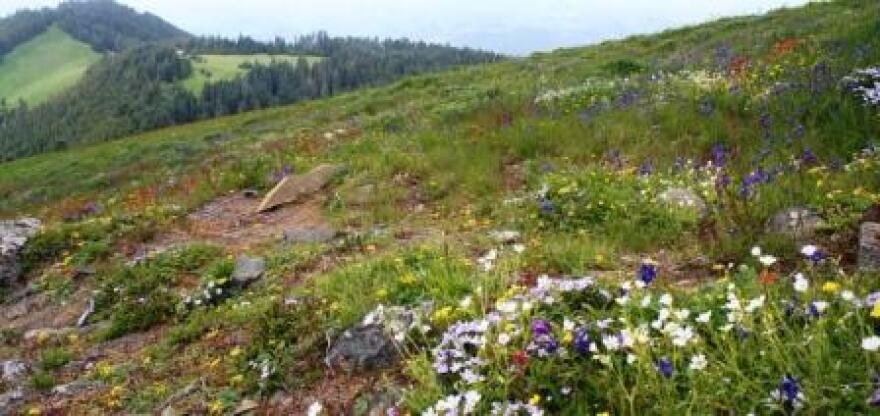 Marys Peak is known for its wildflowers.