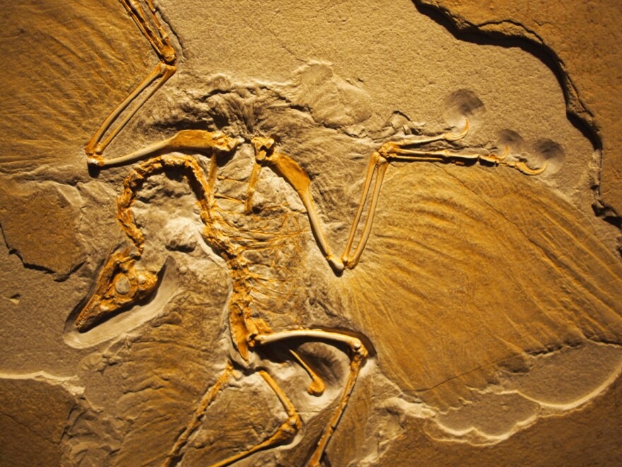 The first evidence of an evolutionary link from dinosaurs to birds came from 150 million year old fossils of Archaeopteryx.