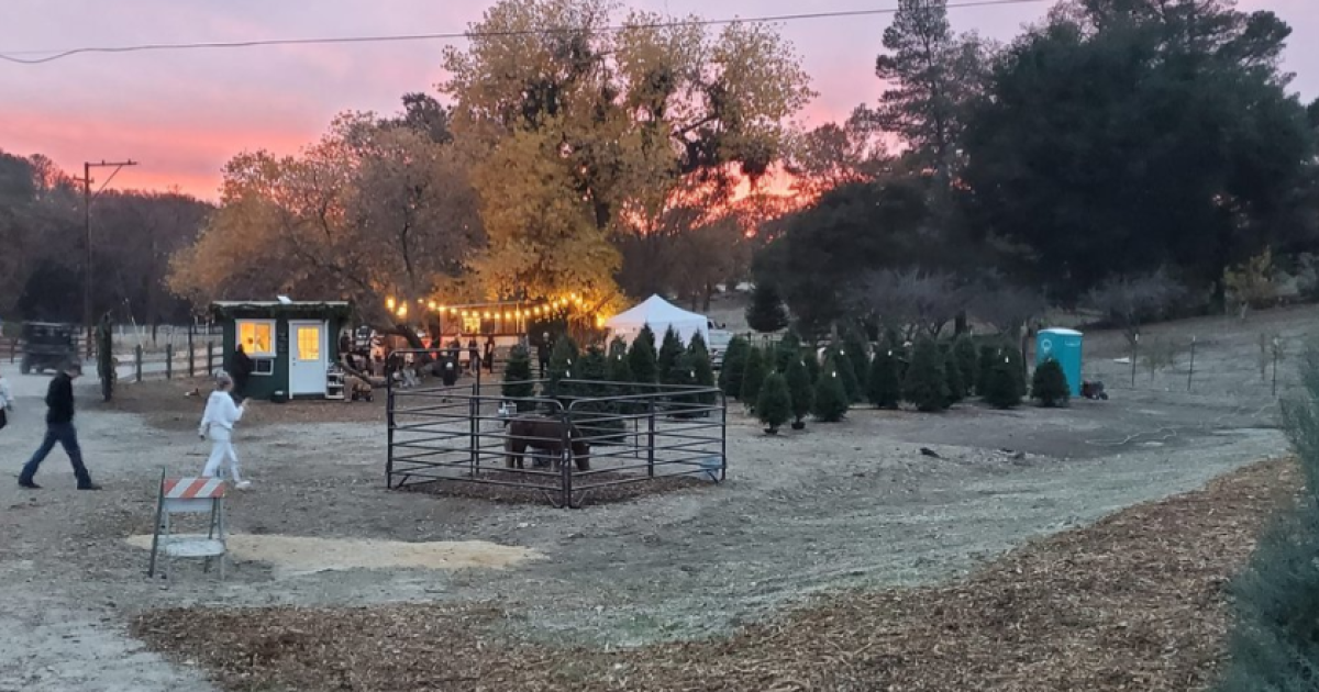 Local Christmas tree farm hopes for big year this holiday season