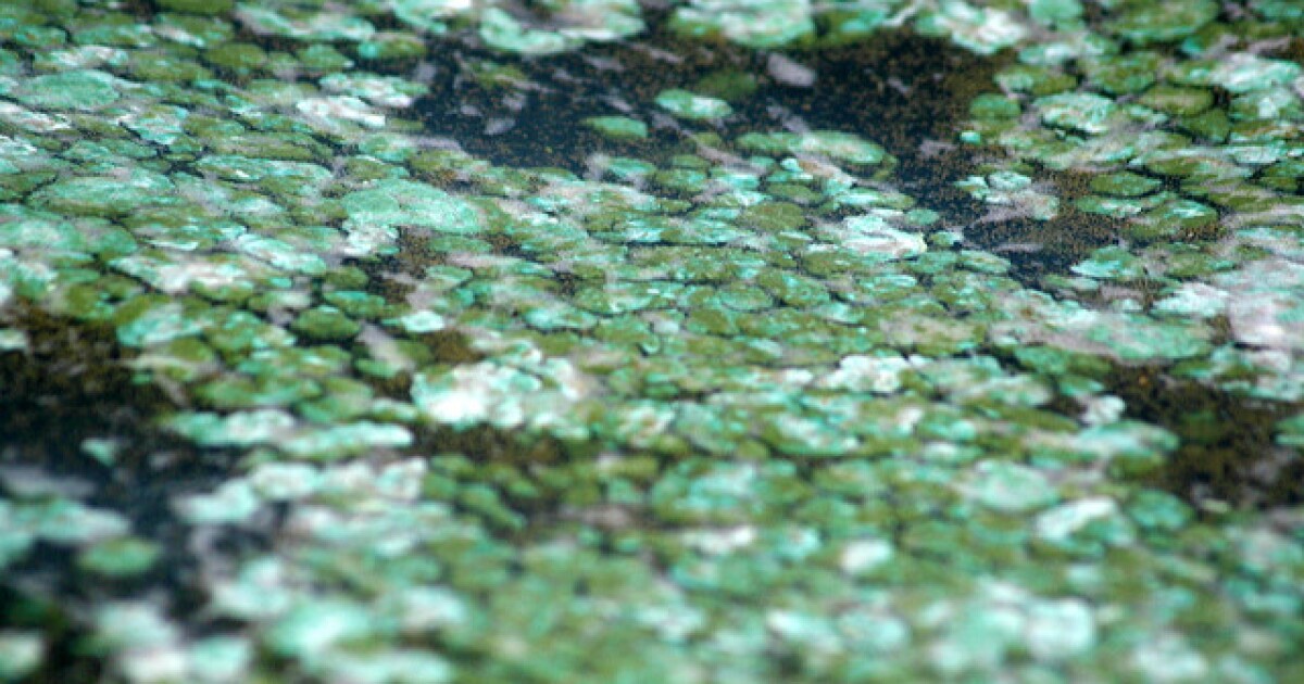 Algae Toxin Exposure Linked to Brain Diseases WGCU PBS & NPR for