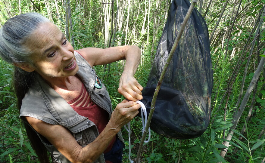 Barb Agnew tending to cercropria moth caterpillars.