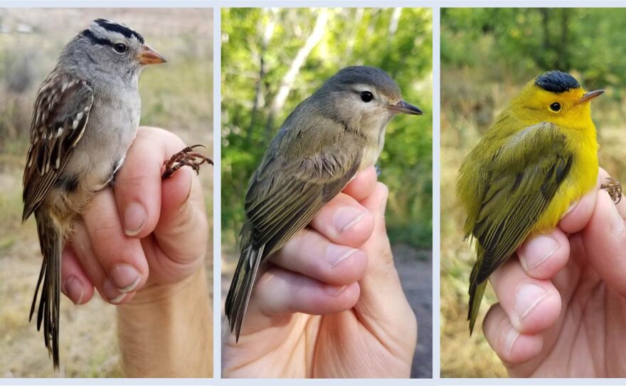 Three songbirds being held by human hands 