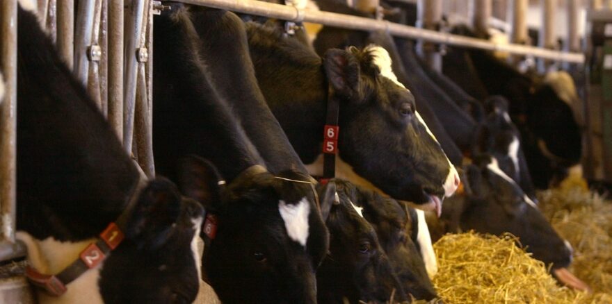 herd of Holstein cows in dairy barn in Pennsylvania