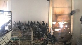 Some of the hundreds of pigeons that were rescued from a Wilkes-Barre home are seen in this photo provided by the Pocono Wildlife Rehabilitation and Education Center. The agency says it recovered 318 birds, of which 12 had been euthanized by the following day.