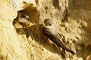 A pair of Bank swallows burrow into Lake Michigan’s eroding cliffside in Milwaukee.