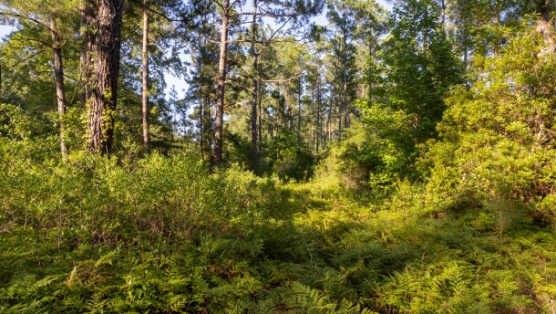 Sledge Forest. Courtesy North Carolina Coastal Land Trust.