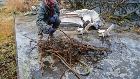 Matt Van Daele examines some of the gear they removed from the whale, Nov. 24, 2025.